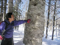 写真：ヒグマの爪痕の説明