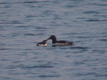 7月23日巣立ち後の親子