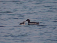 写真１：巣立ち後の親子