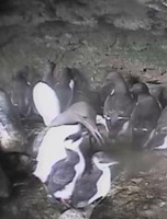 写真3：巣立ち直前のヒナ2羽