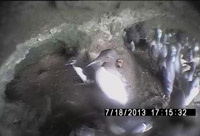 写真４：繁殖地内を探検中の親子