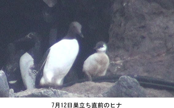 7月12日巣立ち直前のヒナ