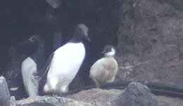 7月12日巣立ち直前のヒナ