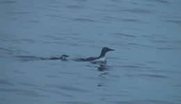 7月12日巣立ち後の親子