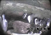 7月25日巣立ち直前のヒナ