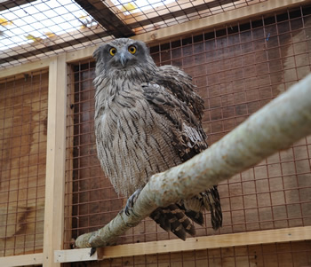 放鳥前のシマフクロウ