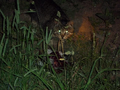 写真１：ウトウをおそうノラネコ