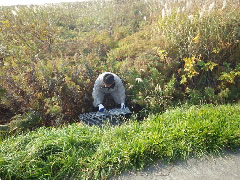 写真２：海鳥繁殖地周辺における