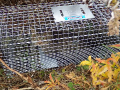 写真３：捕獲されたネコ①