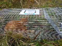 写真４：捕獲されたネコ②