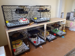 写真６：北海道海鳥センターでの一次飼育の様子