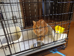 写真７：一次飼育中のネコ①