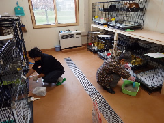 写真９：一次飼育の様子