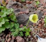 リシリヒナゲシ（絶滅危惧ⅠB累）