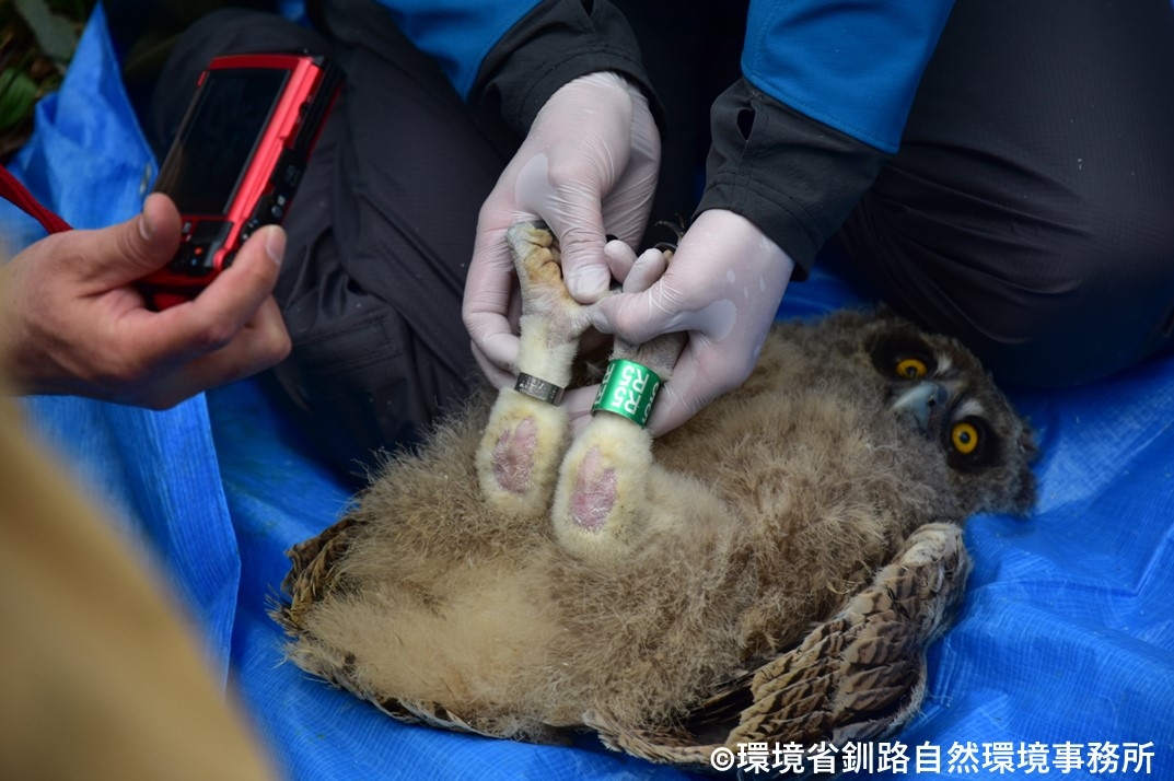 標識（足環）確認作業の様子