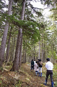 アカエゾマツの森（昼の様子）