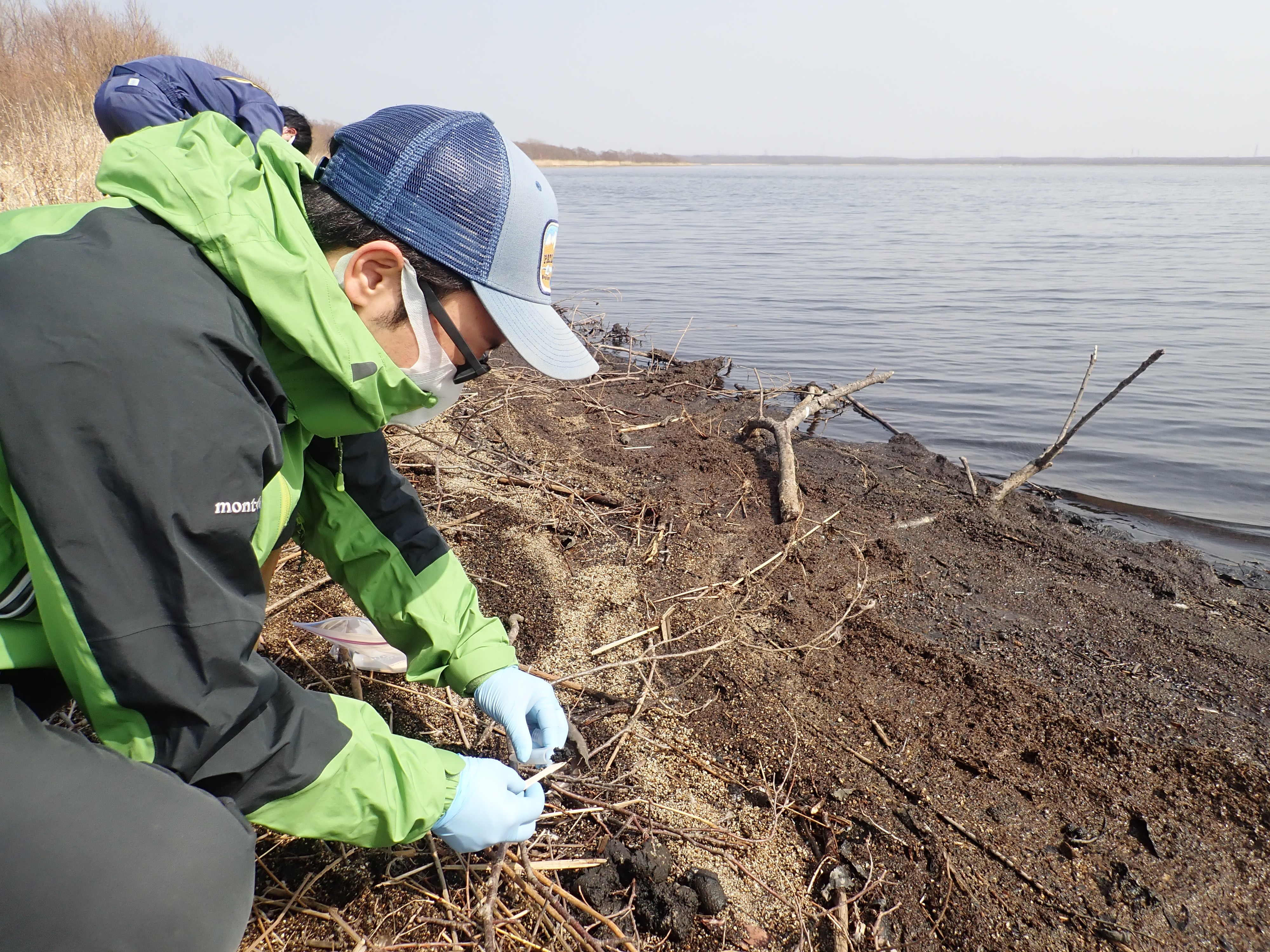 野鳥の糞便調査風景