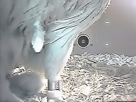 ヒナの孵化1(4月10日)