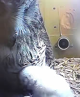 ヒナの孵化2(4月14日)