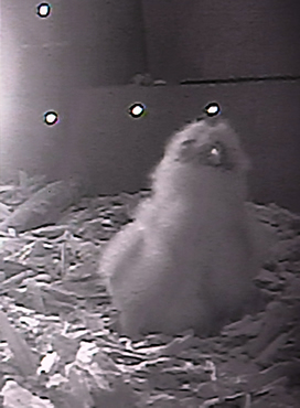 ヒナの孵化3(4月14日)